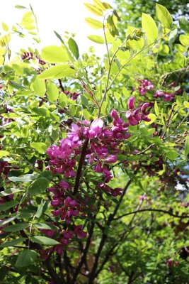 Robinia hispida 'Macrophylla' - trnovník hňatý - květenství 4